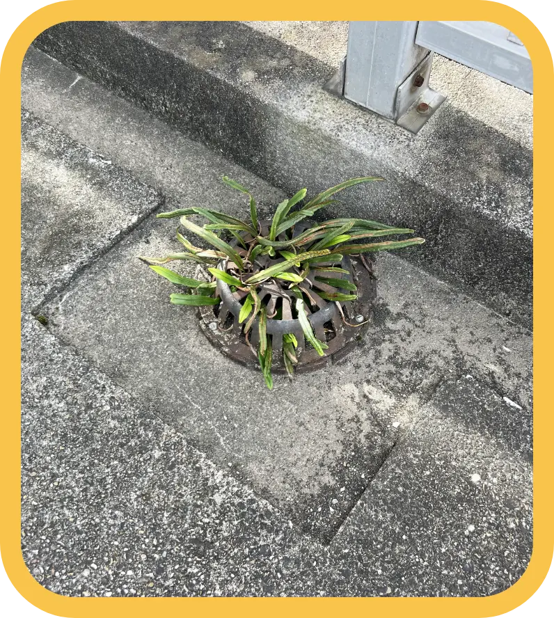 岡崎市で苔や雑草を直すなら株式会社 ケイエス防水にお任せください